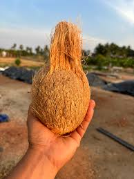 Coconut (Semi Husk)